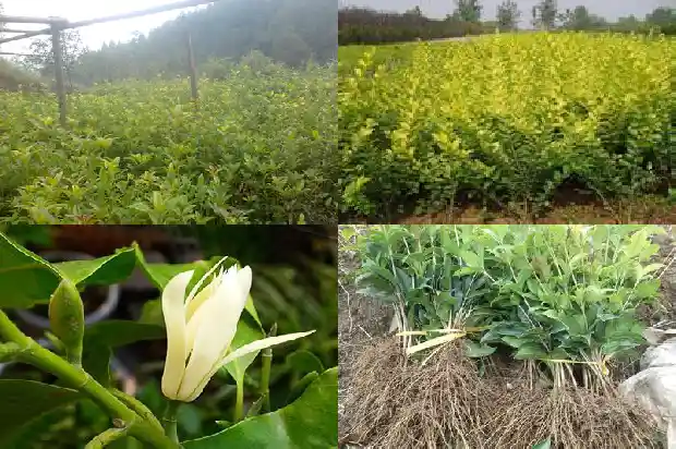 桂花苗批发价格多少钱1690418559802