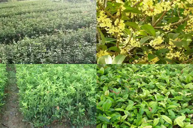桂花树土质要求1681777114785