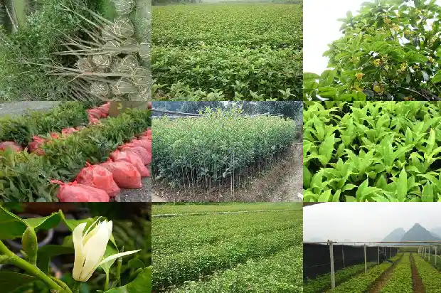 北方最大的桂花批发基地1690763350562