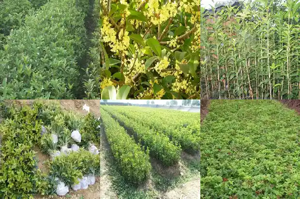 桂花树的最佳嫁接时间1681777356532