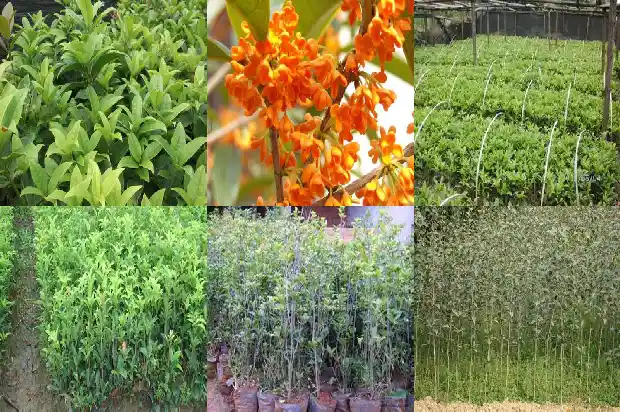 桂花树的最佳嫁接时间1681777356580