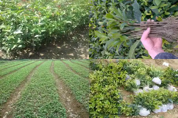 桂花树的最佳嫁接时间1681777356628