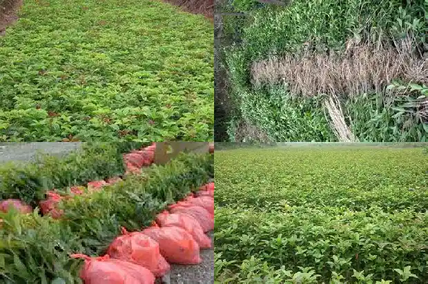 桂花茶上火还是下火1689467789142