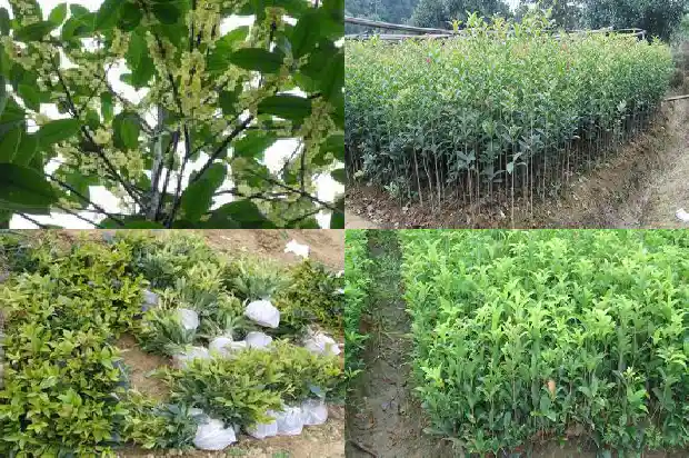 果槐可以嫁接桂花吗1681777607240