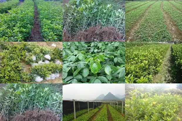 果槐可以嫁接桂花吗1681777607288