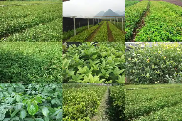新种桂花树如何才能活1681777729364