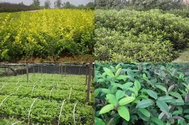 新种桂花树如何才能活1681777729411