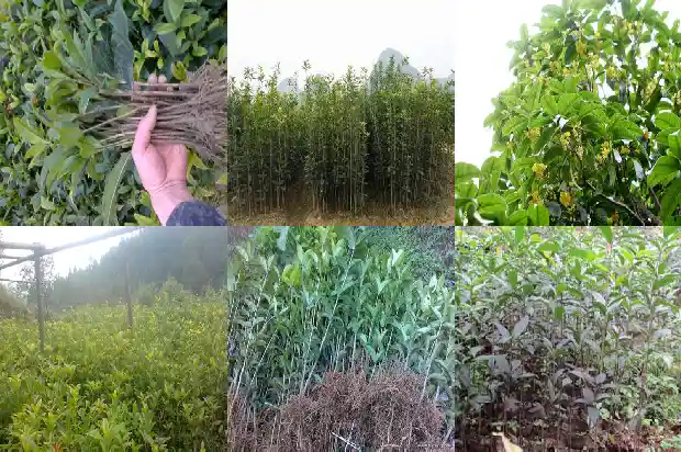 新种桂花树如何才能活1681777729459