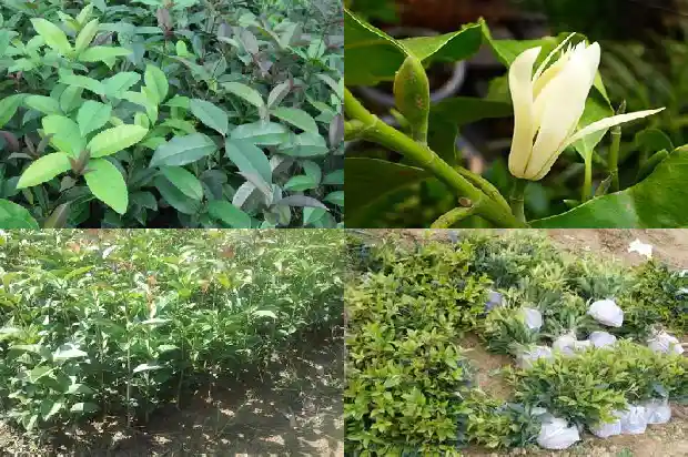 桂花树怎么看公母1681777851922