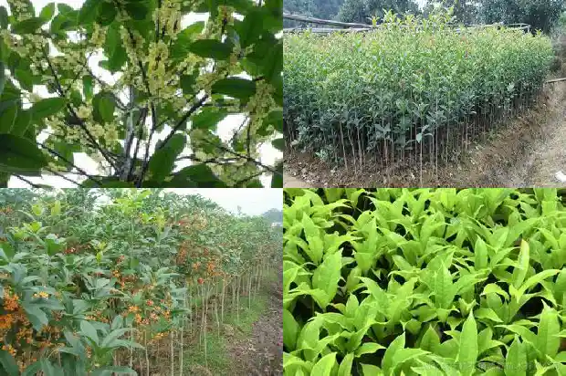桂花树怎么看公母1681777852016