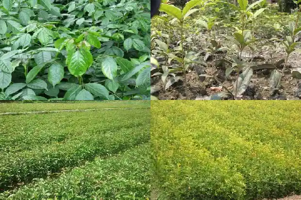 怎样种植桂花1688862084552