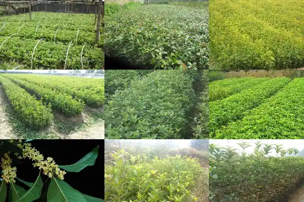 桂花怎么压枝教程1681777974566