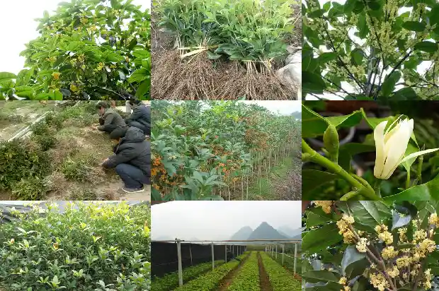 什么季节嫁接桂花树1681778206042