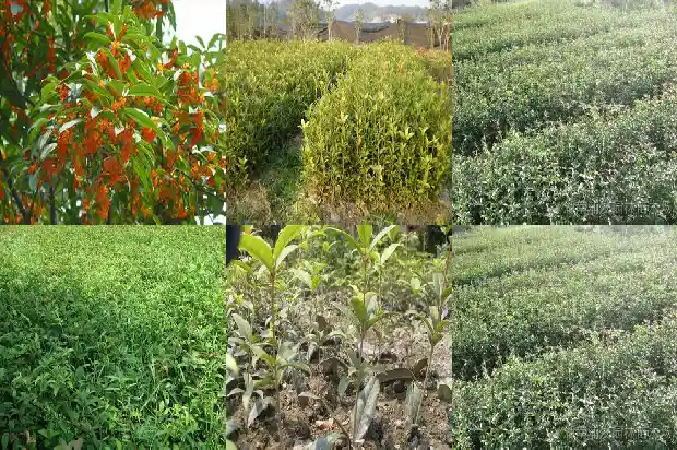 八月桂花满枝香下一句1688349721557
