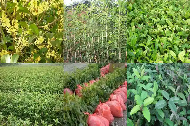 嫁接桂花树什么时间最好1681778342351
