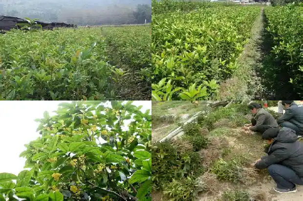 嫁接桂花树什么时间最好1681778342399