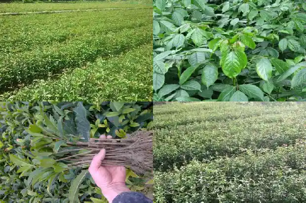 桂花功效和作用及食用方法及禁忌1689313388403