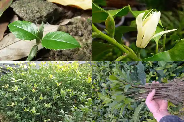 桂花树在几月份嫁接最好1681778444655