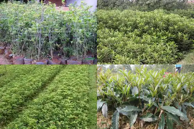 桂花树什么季节嫁接最好活1681778560428