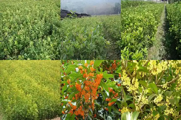 门口两边种桂花树风水好不好呀1681778680360