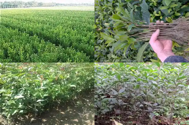 门口两边种桂花树风水好不好呀1681778680407