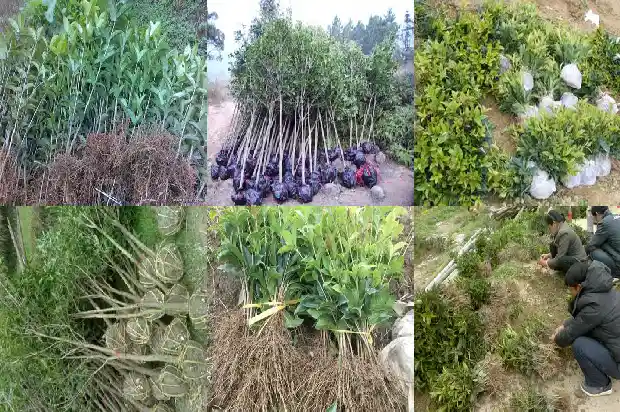 门口两边种桂花树风水好不好呀1681778680455