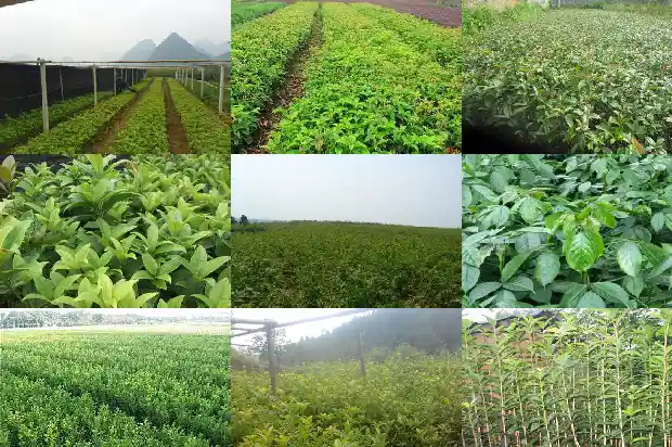 门口两侧种桂花树好吗1681778784434