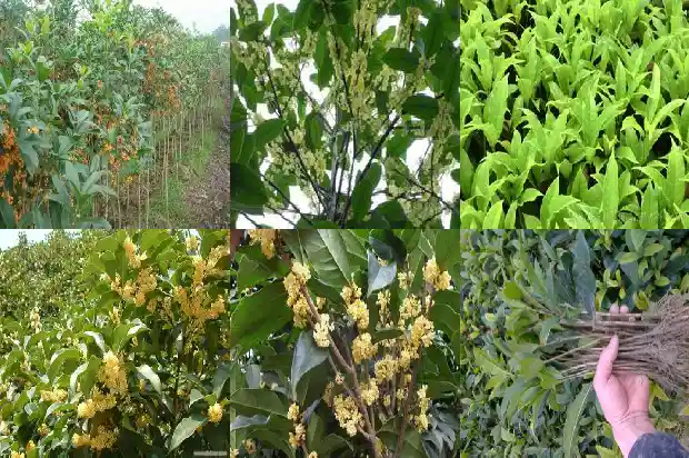 门口两侧种桂花树好吗1681778784482