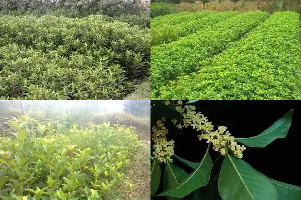 桂花树放在大门两旁好吗风水好吗1681778890497