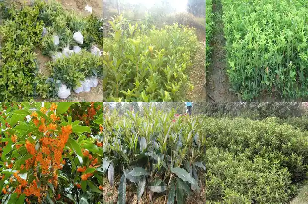 一棵桂花树能开多少桂花呢1688522689004