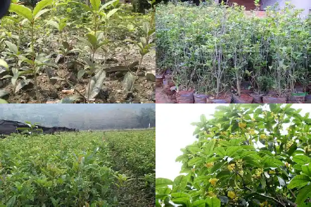 大门口桂花树不好坎了1681779165416
