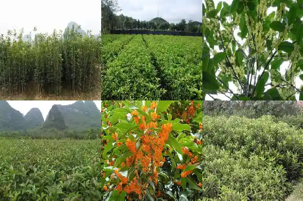 大门旁边种桂花树好不好1681779274240