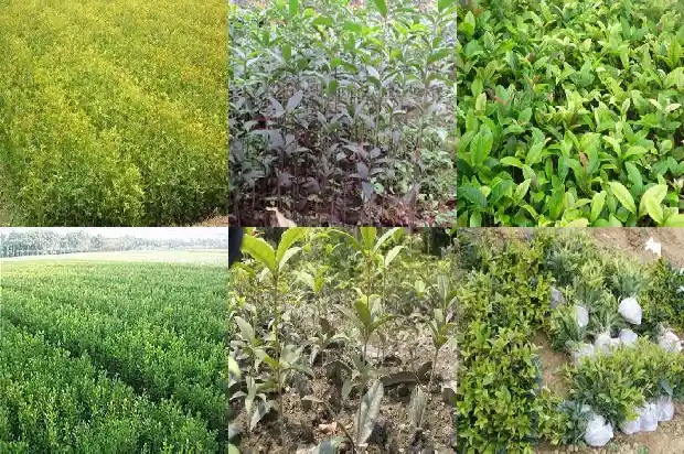 盆栽桂花放门口好吗1681779380181