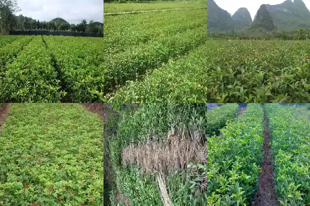 盆栽桂花放门口好吗1681779380229