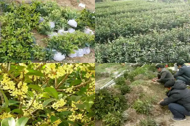 盆栽桂花放门口好吗1681779380277