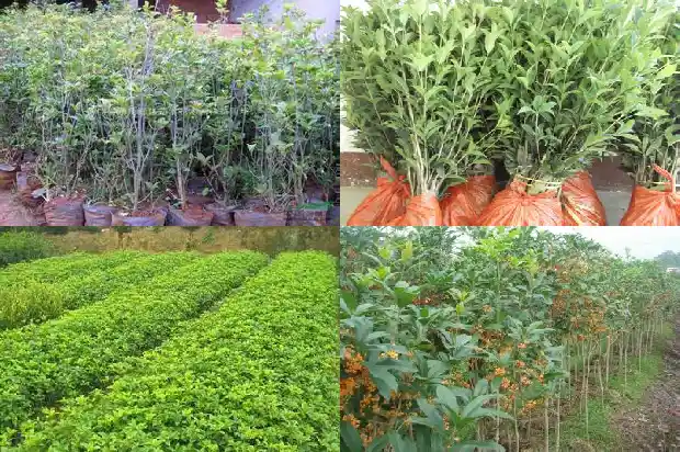 门旁有桂花树的风水好不好1681779477487