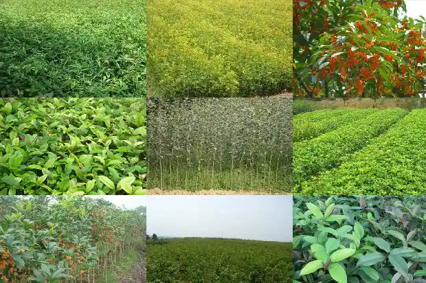 渭南哪里有桂花树1690503487006
