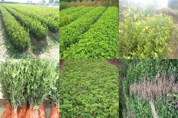 门旁有桂花树的风水好不好1681779477630