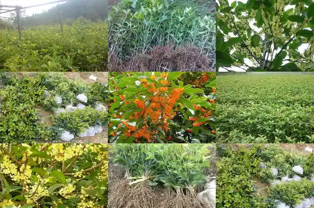 门前左边种桂花树好不好风水1681779579746