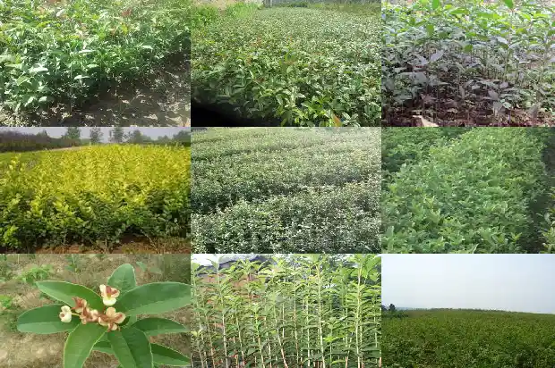 门前左边种桂花树好不好风水1681779579842