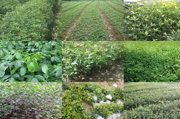 桂花树栽在门前哪个位置好1681779787204