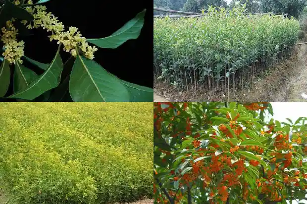桂花树栽在门前哪个位置好1681779787252