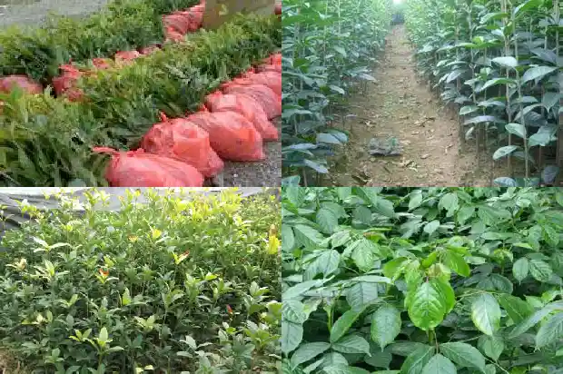 桂花树栽在门前哪个位置好1681779787300
