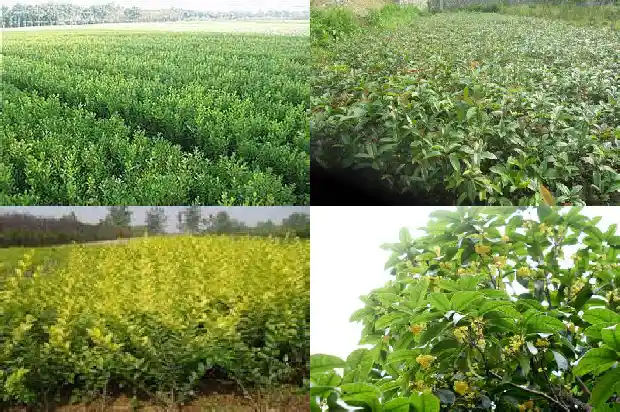 桂花树种在门口有何讲究1681779879034
