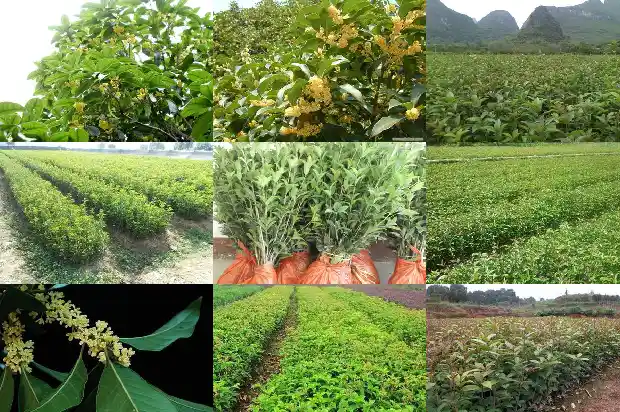 桂花树种门前风水好吗1681779979079