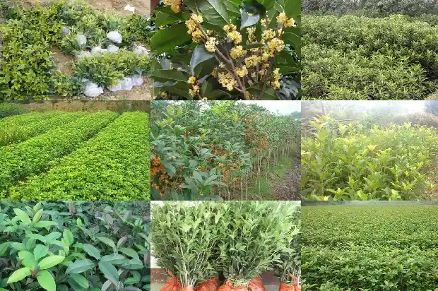 桂花树栽在大门两边好不好1681780116403