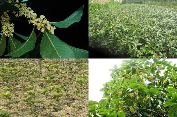 桂花树栽在大门两边好不好1681780116451