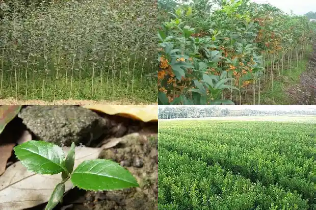 桂花树栽在大门两边好不好1681780116498