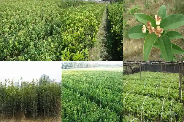 桂花树种大门外好吗1681780208337