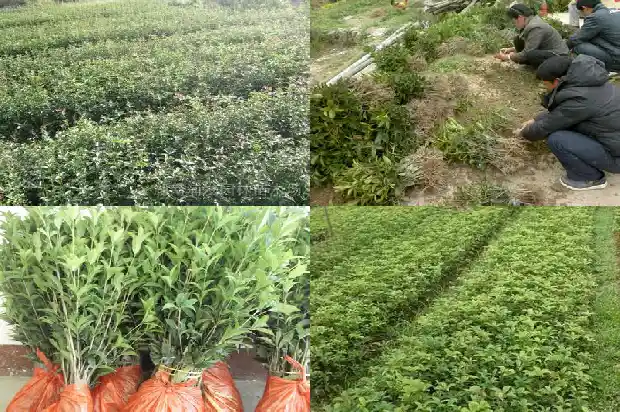 桂花树种大门外好吗1681780208385